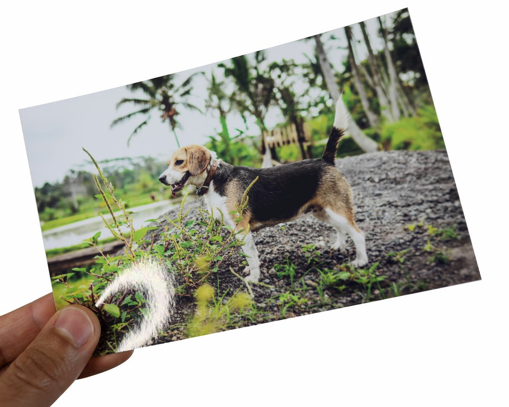 9a4fce2cae9e05d9b13e7db81bff260404785279_file_desktop_photobox_glossy_finish_photo_print_desktop